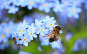 Bee gathering pollen from a flower, symbolizing purpose and the beauty of God’s creation.